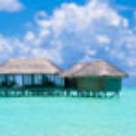 Le Zebre Dans le Patio